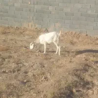 دوعدد بز جوان|حیوانات مزرعه|تایباد, |دیوار