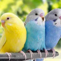 مرغ عشق پیدا شده