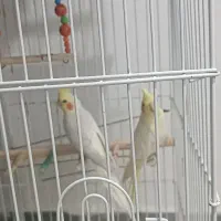 عروس هلندی|پرنده|رشت, جماران|دیوار