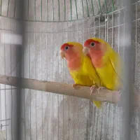 انواع پرنده|پرنده|قشم, |دیوار