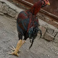 تخم لاری نطفه دار