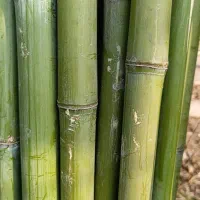 نی خیزران و لوله بامبو