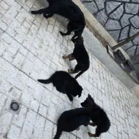 سگ نژاد ژرمن مادرو ۴ توله