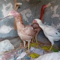 ۳تا مرغ لاری جوون