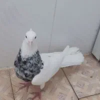 طوق شازده ای نر