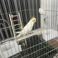 عروس هلندی با قفس و لوازم