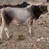 فروش گاو نر چاق