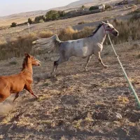 مادیان ۶ دانگ مدارک دار