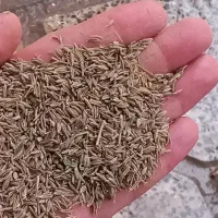 کراویه بوجار