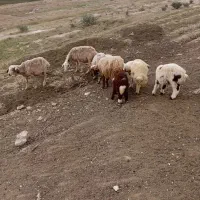 ۴ عدد گوسفند همراه با بره