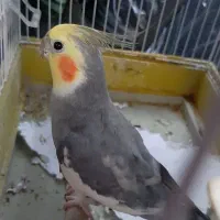 عروس دستی و سخنگو