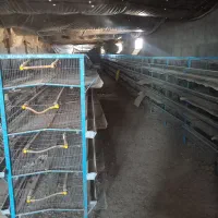 قفسه بلدرچین