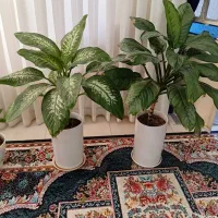 دوتا گل باهم باگلدان سرامیکی ۵ تومن