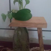 گل پتوس با جعبه چوبی