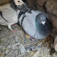 کفتر|پرنده|سربیشه, |دیوار