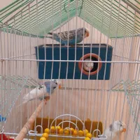 چهار عدد مرغ عشق