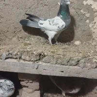 کفتر تهرانی وپاکستانی