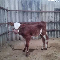 گوساله نر سیمینتال|حیوانات مزرعه|شفت, |دیوار