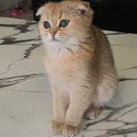 فروش بچه‌گربه بریتیش گلد اصیل