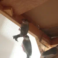 فنچ نرگسی و زفنچ زبرا|پرنده|قم, زند آباد|دیوار