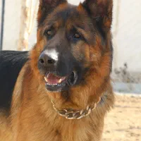 ژرمن شپرد سگ نگهبان|سگ|کوهسار (البرز), |دیوار