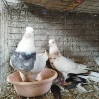 طوقی . سوسک آبادانی|پرنده|بافق, |دیوار