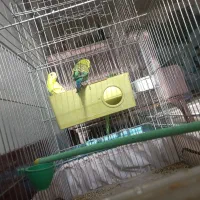 مرغ عشق نژاد دار بالغ|پرنده|اصفهان, ارداجی|دیوار