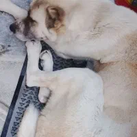 سگ سرا ب ماده
