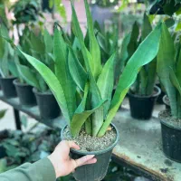 گل سانسوریا آپارتمانی/خرید مستقیم از تولیدی در رشت