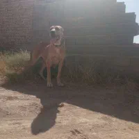 سگ ماده درشت