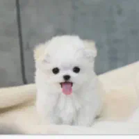 سگ مینیاتوری مالتیز