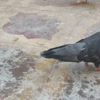 کفتر پلاکی ،یال،شهری|پرنده|شیراز, کرونی(خاتونک)|دیوار