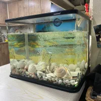 اکواریوم ماهیران|ماهی|اهواز, کیانپارس |دیوار