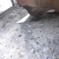 کفتر شهرستانی معاوضه