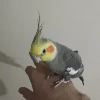 عروس هلندی سینامون نر