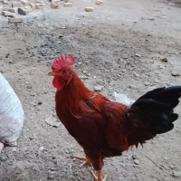 خروس جوان