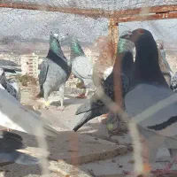 کبوتر|پرنده|بیرجند, |دیوار