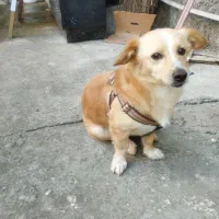 سگ اشپیتز نر یکساله