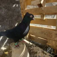 کفتر سیاه ابادانی نر|پرنده|مرودشت, رودبال|دیوار