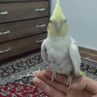 عروس هلندی لوتینو دستی