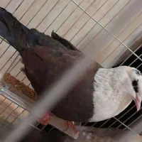 کبوتر گمشده