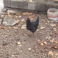 مرغ و خروس گلین|حیوانات مزرعه|لواسان, |دیوار