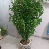 گل پدیلانتوس