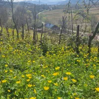 زمین-روستایی-در-منطقه-زیبا-با-ویوی-ابدی