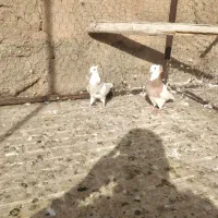 طوقی|پرنده|تویسرکان, |دیوار