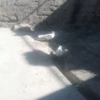 کفتر یا کبو تر|پرنده|نورآباد, |دیوار