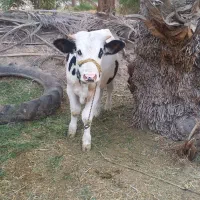فروش گوساله