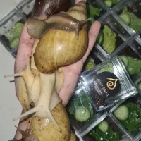 حلزون آپارتمانی|خزنده|خمین, |دیوار