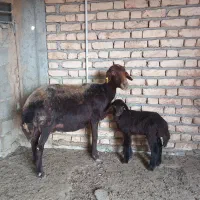 گوسفند بز بزغاله چاتمه|حیوانات مزرعه|سیمین شهر, |دیوار