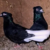 زاغ دم سفید|پرنده|بردسکن, |دیوار